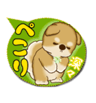 柴犬 2025 「カラフルな吹き出し」（個別スタンプ：16）