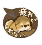 柴犬 2025 「カラフルな吹き出し」（個別スタンプ：25）