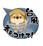 柴犬 2025 「カラフルな吹き出し」（個別スタンプ：29）
