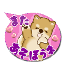 柴犬 2025 「カラフルな吹き出し」（個別スタンプ：36）