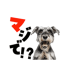 動く！デカ文字シュナウザー (修正版)（個別スタンプ：1）