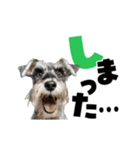 動く！デカ文字シュナウザー (修正版)（個別スタンプ：3）