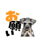 動く！デカ文字シュナウザー (修正版)（個別スタンプ：6）