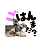 動く！デカ文字シュナウザー (修正版)（個別スタンプ：7）