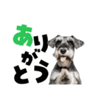 動く！デカ文字シュナウザー (修正版)（個別スタンプ：8）