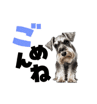 動く！デカ文字シュナウザー (修正版)（個別スタンプ：9）