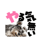 動く！デカ文字シュナウザー (修正版)（個別スタンプ：10）