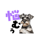 動く！デカ文字シュナウザー (修正版)（個別スタンプ：11）