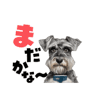 動く！デカ文字シュナウザー (修正版)（個別スタンプ：12）