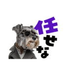 動く！デカ文字シュナウザー (修正版)（個別スタンプ：13）