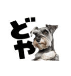 動く！デカ文字シュナウザー (修正版)（個別スタンプ：14）