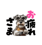 動く！デカ文字シュナウザー (修正版)（個別スタンプ：15）