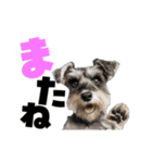 動く！デカ文字シュナウザー (修正版)（個別スタンプ：16）