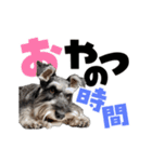 動く！デカ文字シュナウザー (修正版)（個別スタンプ：17）