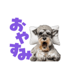動く！デカ文字シュナウザー (修正版)（個別スタンプ：19）