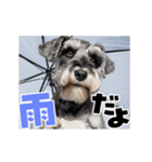動く！デカ文字シュナウザー (修正版)（個別スタンプ：20）