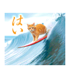 サーフ猫（個別スタンプ：1）