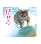 サーフ猫（個別スタンプ：2）