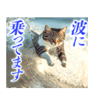 サーフ猫（個別スタンプ：3）