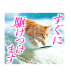 サーフ猫（個別スタンプ：4）
