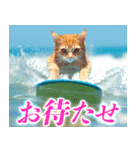 サーフ猫（個別スタンプ：8）