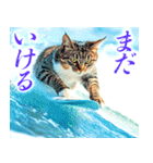 サーフ猫（個別スタンプ：10）