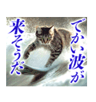 サーフ猫（個別スタンプ：14）