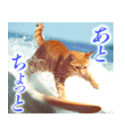 サーフ猫（個別スタンプ：16）