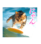 サーフ猫（個別スタンプ：18）