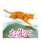 サーフ猫（個別スタンプ：19）