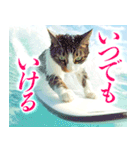 サーフ猫（個別スタンプ：36）