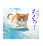 サーフ猫（個別スタンプ：40）