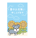 『シュナウザー』夏のごあいさつ（個別スタンプ：1）