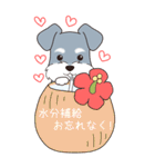 『シュナウザー』夏のごあいさつ（個別スタンプ：11）