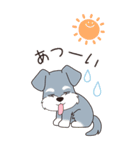『シュナウザー』夏のごあいさつ（個別スタンプ：13）