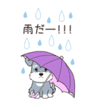 『シュナウザー』夏のごあいさつ（個別スタンプ：15）