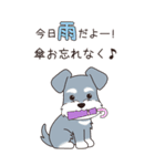 『シュナウザー』夏のごあいさつ（個別スタンプ：16）