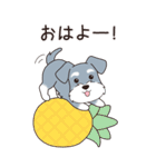『シュナウザー』夏のごあいさつ（個別スタンプ：21）