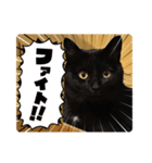 黒猫ゆきちゃんスタンプ（個別スタンプ：1）
