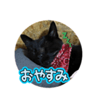 黒猫ゆきちゃんスタンプ（個別スタンプ：5）