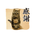サバの日常3（個別スタンプ：1）