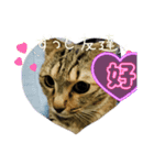 サバの日常3（個別スタンプ：2）