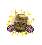 サバの日常3（個別スタンプ：3）