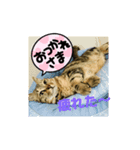 サバの日常3（個別スタンプ：6）