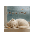 毎日使えるふわもこ白猫ぬいぐるみスタンプ（個別スタンプ：11）