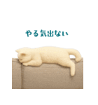 毎日使えるふわもこ白猫ぬいぐるみスタンプ（個別スタンプ：27）