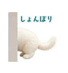 毎日使えるふわもこ白猫ぬいぐるみスタンプ（個別スタンプ：32）