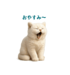 毎日使えるふわもこ白猫ぬいぐるみスタンプ（個別スタンプ：35）
