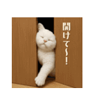 毎日使えるふわもこ白猫ぬいぐるみスタンプ（個別スタンプ：39）