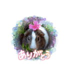 ✨みんな集まれ✨モルランド（個別スタンプ：8）